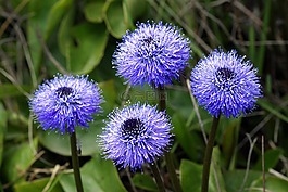 globularia,野花,山