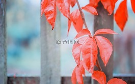 葡萄酒的合作伙伴,红色,秋季
