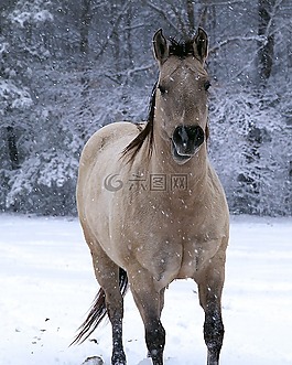 馬,冬天,雪