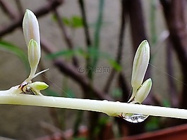 新鲜,叶,分支机构