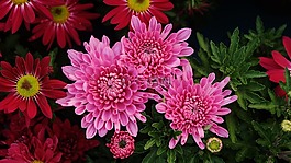 花,大自然,植物