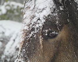 冬天,馬,雪