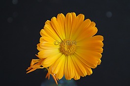 花,黃色,黃色花