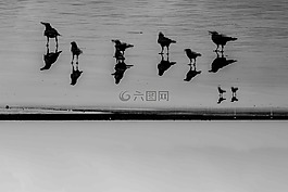 烏鴉,攝影,鳥