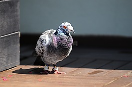 鴿,鳥(niǎo),動(dòng)物