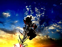 蝴蝶,東,花卉