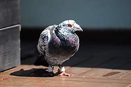 鴿,鳥,動物