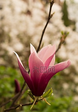 花,粉紅色,開花