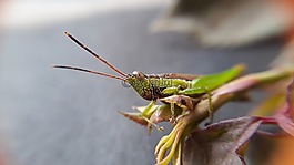 自然,葉,昆蟲