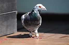鴿,鳥,動物
