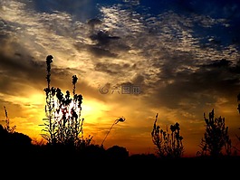 东,花卉,云