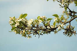 蘋果花,嫩枝,枝杈