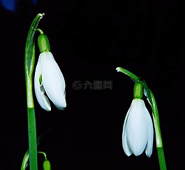 斯諾德羅普,鮮花,招標(biāo)