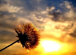 蒲公英,東,太陽