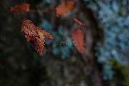 秋天的树叶,叶,树
