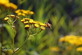 鮮花,黃色,蜜蜂