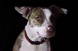 pitbull,犬,女性