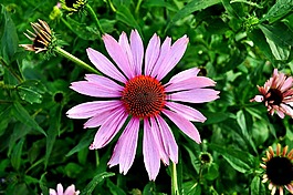coneflower,松果菊,紫色