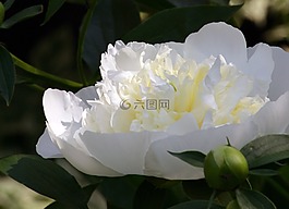 花,牡丹,單