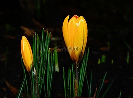 藏紅花,關閉,春天的跡象