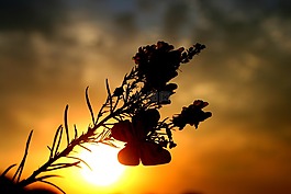 蝴蝶,東,花卉