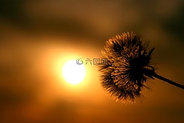 蒲公英,東,太陽