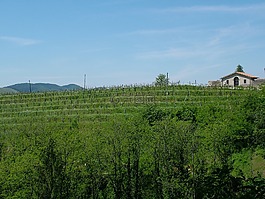 農(nóng)村,藤,葡萄