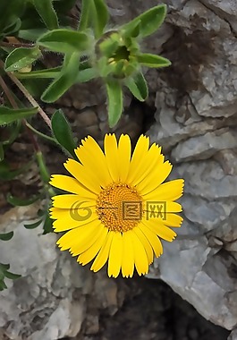 夏天,花卉,黃色