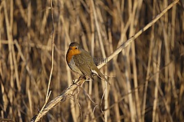 知更鳥,鳥,動物