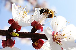 杏,花,自然