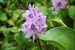 花,植物區(qū)系,自然