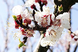 鮮花,春,顏色