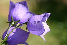 花,藍(lán)色鐘,性質(zhì)