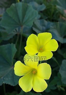 春天,夏天,鲜花