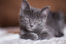 貓,灰,動物