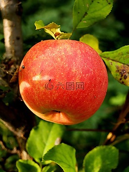 蘋果,水果,秋