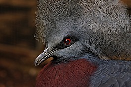 鳥,野生動物,動物