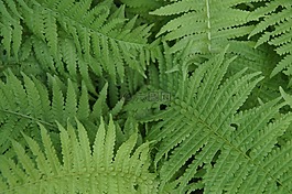 ferns,蕨叶,蕨类