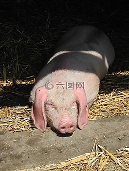 小豬,豬,農(nóng)場(chǎng)