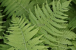 蕨类,ferns,叶子