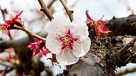 櫻桃,春天,春天的花朵