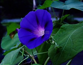 牽牛花,藍(lán)色,花