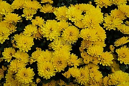 鮮花,觀賞花卉,布什