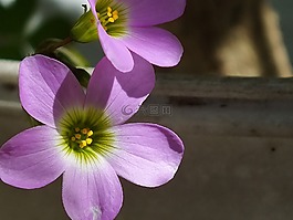花,紫色,紫色的小花