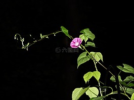 牽牛花,藍(lán)色,花