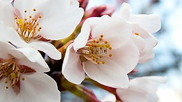 櫻桃,春天,春天的花朵