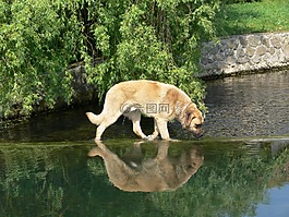 狗,水,動物