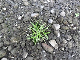 草,植物,沙