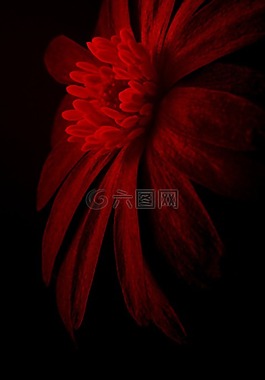 花,數(shù)字藝術(shù),計算機(jī)圖形