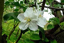 花,蘋果,蘋果花